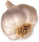 knoblauch